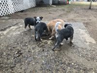 Australian Cattle Dog Puppies for sale in Brunswick, ME 04011, USA. price: NA