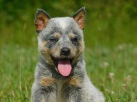 Australian Cattle Dog Puppies for sale in Morehead, KY 40351, USA. price: NA