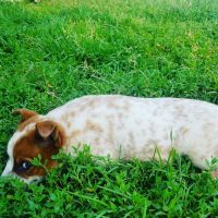Australian Cattle Dog Puppies for sale in Ubly, MI 48475, USA. price: NA