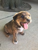 Australian Cattle Dog Puppies for sale in Sacramento, CA, USA. price: NA