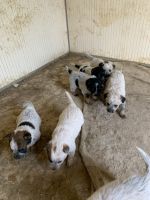 Australian Cattle Dog Puppies for sale in Brentwood, CA 94513, USA. price: NA