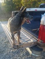 Australian Cattle Dog Puppies for sale in Blanch, NC 27212, USA. price: NA