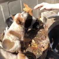 Australian Cattle Dog Puppies for sale in North Asheville, Asheville, NC 28804, USA. price: NA