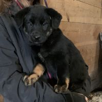 Australian Cattle Dog Puppies for sale in Chesterton, IN 46304, USA. price: NA