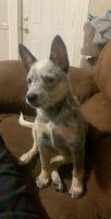 Australian Cattle Dog Puppies for sale in Washington, PA 15301, USA. price: NA