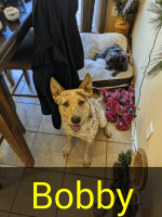 Australian Cattle Dog Puppies for sale in Colonial Dr, Fountain, CO 80817, USA. price: NA