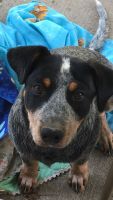 Australian Cattle Dog Puppies for sale in Denver, CO, USA. price: NA