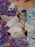 Australian Cattle Dog Puppies for sale in Amarillo, TX, USA. price: NA
