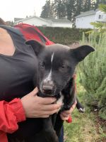 Australian Cattle Dog Puppies for sale in Woodburn, OR 97071, USA. price: NA