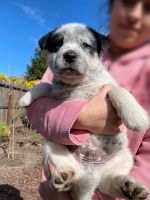 Australian Cattle Dog Puppies for sale in Manteca, CA, USA. price: NA