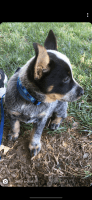 Australian Cattle Dog Puppies for sale in Spring Hill, TN, USA. price: NA