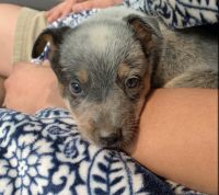 Australian Cattle Dog Puppies for sale in Anaheim, CA, USA. price: NA