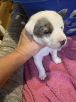Australian Cattle Dog Puppies for sale in Gause, TX 77857, USA. price: NA