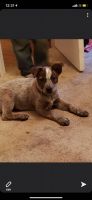 Australian Cattle Dog Puppies for sale in Carbondale, IL, USA. price: NA