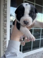 Australian Cattle Dog Puppies for sale in Woodburn, OR 97071, USA. price: NA