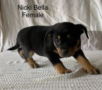 Australian Cattle Dog Puppies for sale in Millersburg, OH 44654, USA. price: NA