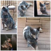 Australian Cattle Dog Puppies for sale in Glendale, CA 91202, USA. price: NA