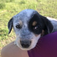 Australian Cattle Dog Puppies for sale in Austin, TX, USA. price: NA