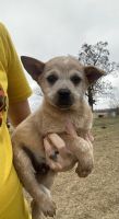 Australian Cattle Dog Puppies for sale in New York, NY, USA. price: NA