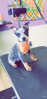 Australian Cattle Dog Puppies for sale in Berrien Springs, MI 49103, USA. price: NA