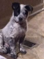 Australian Cattle Dog Puppies for sale in Winston-Salem, NC, USA. price: NA