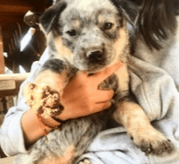 Australian Cattle Dog Puppies for sale in Perris, CA, USA. price: NA