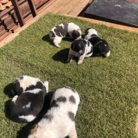 Australian Cattle Dog Puppies for sale in Tucson, AZ, USA. price: NA