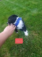 Australian Cattle Dog Puppies for sale in Sterling, CO 80751, USA. price: NA
