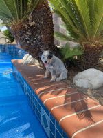 Australian Cattle Dog Puppies for sale in Tustin, CA 92782, USA. price: NA