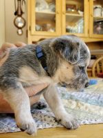 Australian Cattle Dog Puppies for sale in Henderson, NV, USA. price: NA