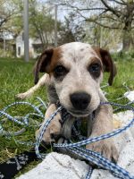 Australian Cattle Dog Puppies for sale in Rockford, IL, USA. price: NA