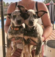 Australian Cattle Dog Puppies for sale in Gonzales, TX 78629, USA. price: NA