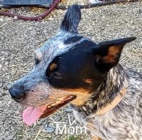 Australian Cattle Dog Puppies for sale in 1582 Pruner Rd, Riddle, OR 97469, USA. price: NA