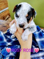 Australian Cattle Dog Puppies for sale in Dana Point, CA 92624, USA. price: NA