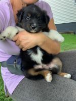 Australian Collie Puppies for sale in Princeton, TX, USA. price: NA