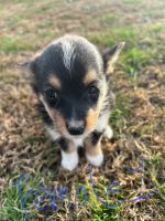 Australian Collie Puppies for sale in Glasgow, KY 42141, USA. price: NA