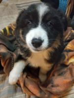 Australian Collie Puppies for sale in Coos Bay, OR, USA. price: NA