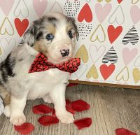 Australian Collie Puppies for sale in New Concord, OH 43762, USA. price: NA