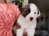 Australian Collie Puppies for sale in PUERTA D LUNA, NM 88435, USA. price: NA