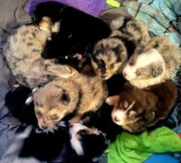 Australian Collie Puppies for sale in Richland, MI 49083, USA. price: NA