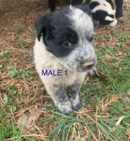 Australian Collie Puppies for sale in 1094 Dalrymple Cir, Ellijay, GA 30540, USA. price: NA