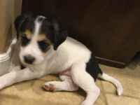 Australian Collie Puppies for sale in Goodyear, AZ, USA. price: NA