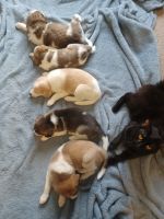 Australian Collie Puppies for sale in Milwaukee, WI, USA. price: NA