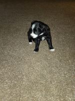 Australian Collie Puppies for sale in John Day, OR 97845, USA. price: NA