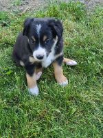 Australian Collie Puppies for sale in John Day, OR 97845, USA. price: NA