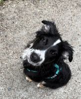 Australian Collie Puppies for sale in Bellingham, WA, USA. price: NA