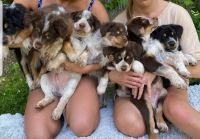 Australian Collie Puppies for sale in Hartland, MI 48353, USA. price: NA