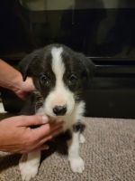 Australian Collie Puppies for sale in Raleigh, NC, USA. price: NA