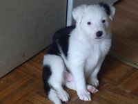 Australian Collie Puppies for sale in Vancouver, WA, USA. price: NA