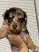 Australian Collie Puppies for sale in Mooresville, NC, USA. price: NA